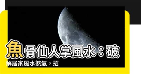 魚骨仙人掌風水|仙人掌風水指南：提升居家能量與幸福感 